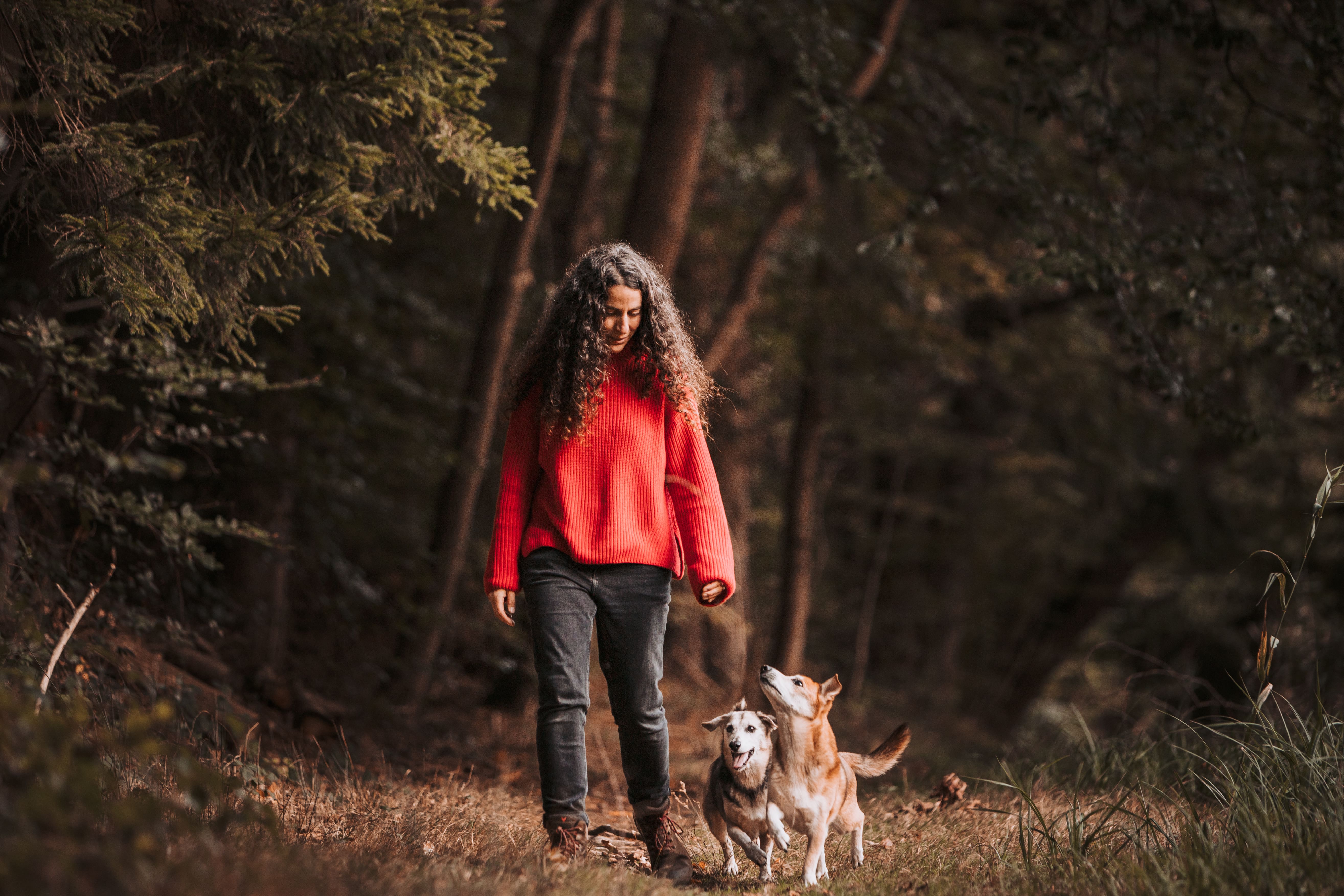 SchirinHunde imWald laufend
