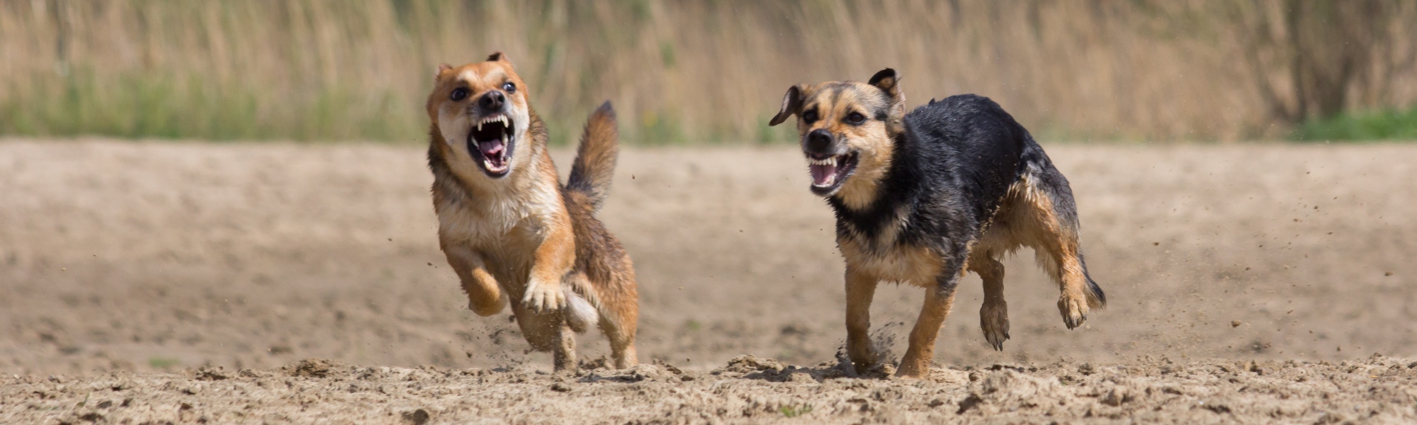 Meine Hunde 3/4