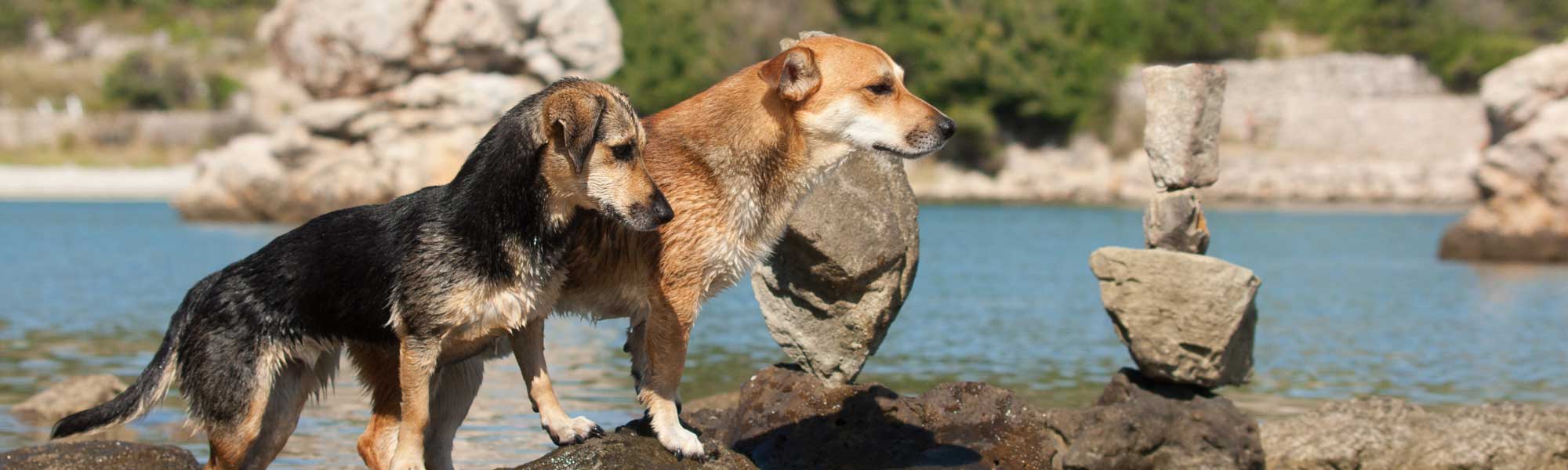 Meine Hunde 2/4